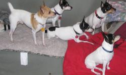 Downsizing and now have Toy Fox  Terriers for sale various ages from 1 1/2 to 7 years old, all dogs are CKC and UKC registered