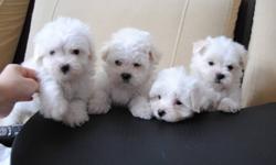 TOY MALTESE PUPS
NON-SHEDDING + HYPOALLERGENIC
HAVE 1 SHOT, DEWORMED, VET CHECKED.
3 GIRLS 1 BOY ARE AVAILABLE FOR YOU TO CHOOSE
MATURE TO ABOUT 5-7 LBS
DAD IS TEACUP MALTESE 4.5LBS----PIC 7-8
MOM IS TOY MALTESE 6LBS----PIC 9-10
COMES WITH VET DOCUMENTS,