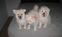 Teddy bear fluffy white toy pomeranian puppies for sale $450.00. 2 males 1 female all de-wormed, vaccination, and vet checked.They are lovable, very playful,, love to be around people, and just so adorable! Ready to go!