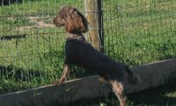 Hershey is a Gorgeous dark Chocolate male that is AKC registered.
He is looking for a new home and gets along great with other dogs big or small cats and exotiv birds.  Due to my Health reasons I cna no longer give Hershey what he needs.
He is good with