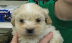 8 weeks old shipoo pups
toy shih tzu dad x toy poodle mom
non-shedding, hypoallergenic
had 1st shot, dewormed 1 time, comes with 1 year health warranty and puppy food, vet documents
the pups will mature to 6-9 lbs (between their parents' weight)
call for