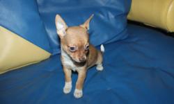 WE HAVE BEAUTIFUL  COLORED,PLAYFULL ,HAPPY & HEALTHY  CHIHUAHUA PUPPIES . PERFECT ADDITION FOR ANY FAMILY!!
ASKING PRICE $500/EACH  WITHOUTH SHOT !!![FIRM]
 WITH SHOT & STARTER BAG $600.-
ADULT ESITIMATED SIZE IS AROUND 5 LBS.
REDY TO GO HOME !!! 8