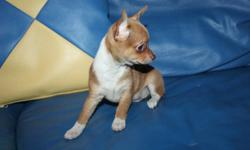 WE HAVE BEAUTIFUL  COLORED,PLAYFULL ,HAPPY & HEALTHY  CHIHUAHUA PUPPIES . PERFECT ADDITION FOR ANY FAMILY!!
ASKING PRICE PIC 2,3,4,IS $450/EACH  WITHOUTH SHOT !!![FIRM]
CHRISTMAS SALE !!!ONLY 4 PUPPY LEFT !HURRY UP!
 IF YOU WANT WITH SHOT & STARTER