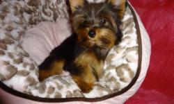Tiny toy yorkies.
Ready to go now with a very loving family 416-833-9592.
2 MALES AVAILABLE.
Dewormed, vet checked, 1st shot, non shedding, hypoallergenic.
Will mature to be 6-7 LBS fully grown.
Written health guarantee. 100%
For more info:416-833-9592