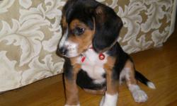 We have a tri-colour female beagle puppy. We got her for Christmas, but sadly we cannot take care of her anymore. She is AKC registered with all her health records and papers. She has a few shots. About 9 weeks old. Very good temperament. She is loving,