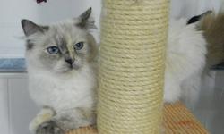 My Name Is Twitter Bug
I am 3 years old.
I am gentle, quiet and very silky.
I am sadly going to miss my mom Wanda at
Gentle Bubbles Ragdolls.
I just got spayed because it is time for me to retire.
I am looking for a quiet loving  forever home.
I need