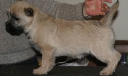 Cairn Terriers Puppies. I had two litters and too many exceptional boys. I kept three back to pick the most suitable show dog for me. The last two are now available for re-homing. Both have been vet checked, micro-chipped, shots up-to-date and liver shunt