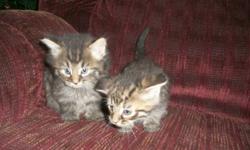 Two male Kittens free to good home, available immediately. Delivery to St.John's available.