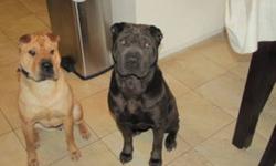 We have two beautiful shar pei, that we are unable to give the time needed to spend with them.  The female is about 3 years of age, she is fawn in colour and is a very happy dog.  Charlie is the male, he is black, hes two, also a very loving animal.   We