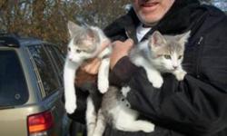 2 FREE male kittens - they are house kittens that are litter trained and very friendly. Call Steve: 519-875-1533. 1 month return if you change your mind.