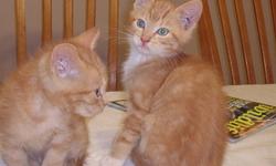Hi, after spending lots of money getting all our stray cats neutered I have found two ginger kittens in the barn this morning - strongly suspect my daughter has rescued them - as neighbour was doing a clear out of his cats/kittens. So I know there are