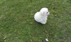 I have two male Bichon Maltese pups for sale.  They are well socialized, and very friendly.  They will come with up to date shots, dewormed.  I have both parents on site.