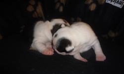 Adorable Boston Terrier's!
 
Only two males left.  We are looking for great families to adopt these little guys.  They will be raised around children, other pets, and well socialized.  They will be ready for their new homes towards the end of November.