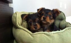 Hi there! Only two puppy's left. One handsome boy and tiny girl. They are pee pad trained, eat solid puppy food. They almost 2 two month old. Boy will be mature up to 6lb, but he got gorgeous fur and color that doesn't seen on the pic . Puppies will go to