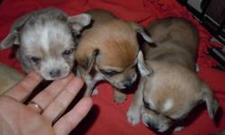 4 girl's and 3 boys ready for their new homes on Nov 11, currently are 4 weeks old. Uniquely colored, short haired Chihuahua's 3 are Merle's. Will come with their shots and a puppy starter kit. $500.00, located just outside Osler, 15 min's from Costco.