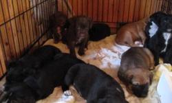 FATHER IS A BULL MASTIFF CROSS BLACK LABRADOR
 
MOTHER IS A DALMATION / CROSS
 
7 GIRLS 3 BOYS
 
$25.00 PER PUPPY
 
IDEAL TO BE SOLD ASAP AND GOOD CHRISTMAS IDEA AS WELL!!