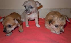 Unique Chihuahua's ready Nov 11. 3 boys (2 are merle) and 3 girls (1 is merle) are left. The pups come from short haired, CKC registered parents. Will come with a puppy kit and be well socialized with other dogs and kids. Deposit will hold puppy till