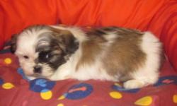 Ready to join his new home
This beautiful little male was raised underfoot.
Fully socialized with other animals, kids and people of all ages.
 Comes to you with the following
` Vet Certificate
` Shots
` Wormed
`Crate training started
`Fully socialized