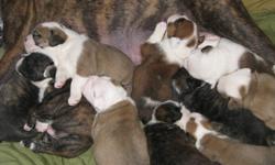 7 puppies left ready in time for the holidays. 5 females, 2 males. Reverse brindle, fawn and one rare red male available.
Puppies are raised in our home with our family - we have 4 children here, so they are well socialized already.
They are now totally