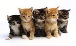 Muskoka and Parry Sound Independent Animal Rescue is looking for foster or forever homes for kittens that were born in August, 2011.
 
The photo on our ad is not an actual photo of the kittens available. We do have a variety of kittens so if you are