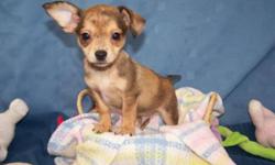 Will deliver free to Medicine Hat and Calgary on Oct 13th
Beautiful Chiweenie puppies ? 3 males and 3 females.  Mother is a mini dachshund X Chihuahua and dad is a very small Chihuahua.  Many of the puppies have beautiful dapple coloring.  They are very