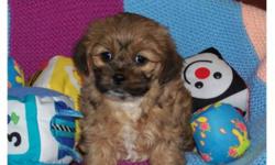 Two girls and one boy! They are non shedding and very playful and friendly. Their mom is a cockapoo and dad is shih Tzu. Both parents are in excellent health and have wonderful temperaments.
We can arrange to deliver to Calgary and Red Deer. Puppies have