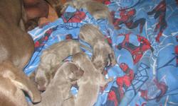 I have a litter of 6 beautiful Weimaraner puppies. These pups will come with tails docked, dew claws removed, de-wormed, vaccinated and wonderfully socialized.
 
A $200.00 nonrefundable deposit will reserve a pup. Send me an emal if you have any