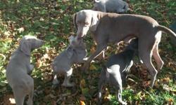 We have a litter of 6 weimaraner puppies available.  There are 2 blue females and 4 silver males.  They have been vet-checked, vaccinated, dewormed and, tails docked.  Mom and dad are both weimaraners and mom is on site.  Weimaraners make a great family