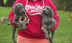 WEIMARANER PUPPIES
 
Beautiful Weimaraner Pups
3 Males and 2 Females available
Gentle natured, fun loving puppies
Very intelligent breed, known for their hunting abilities
Vet health checked, 1st shots, and de-wormed
Tails docked and dew claws removed