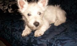 Westie pup 3 Â½ months old we have only 1 female left. Westies are hypo-allergenic and non-shedding our pup is home raised and gives you unconditional love. She is very friendly and easy going, house trained and loves to play with day care kids. She now