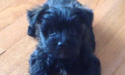 1 adorable female puppy left for sale. Mom is 11 lb westie and dad is 3 lb yorkie. She should be around 9 lbs full grown. She is vet checked, dewormed and vaccinated. Raised in a loving home!
Puppy is well on her way to being paper trained!
This ad was