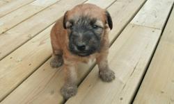 Wheaten Terrier puppies ready to go mid Nov.  Males & females available.  Tails docked, vet checked and first shots.  These are non-shedding dogs, easy to train, friendly, great with children and love attention.
 
Puppies can be delivered to Lloydminster