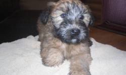 Non-registered Wheaten Terrier Puppies.  Vet checked, tails docked, and first shots.  Wheatens are non-shedding and hypo-allergenic.  They are easy to train, love attention, very good with children and make great companions. 
 
I have both parents, male