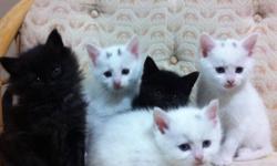 Cute and cuddly,short haired white and  kittens, one black kitten is long hair/Eating on their own,litter trained. Raised in a large family and pet friendly home, will adjust well.There is one  black female fluffy one and one  white males with blue eyes