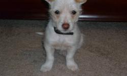 three months old pure white chihuahua call 780 8020083