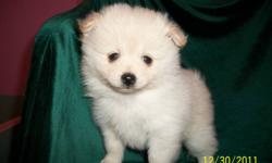 Just one left!
Beautiful fluffy white and cream male Pomeranian puppies.  They will be ready for their new homes the middle of January.  They will come with first vaccine and health guarantee.  Please contact us to put a deposit on one of these little