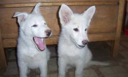 Just 1 white female Shepherd available to be adopted. "Snow" has a soft temperament and will make a loyal and loving family pet. She has been well socialized with both people and dogs.
She has been lovingly raised in our home and handled by over 90