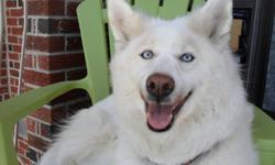 my name is Mya I am 5 years old my birthday just passed May 15. I am looking for a new forever home, with a fenced in yard or property to run free. I am spayed and  I also get along with cats most dogs just not other huskys.