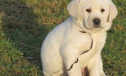 White English Lab Puppies!  8 Boys, 3 Girls.  Well bread, adorable and so sweet! A White Lab is the lightest of the Yellow Labs. English Labs are gentle, calm, with a stalky stature. Labs have an excellent temperment and are great family dogs. Labradors