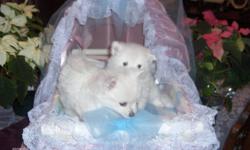 We have 2 beautiful Purebred, snow white, female, baby Pomeranians for sale. We are a small registered breeder located in the BC Okanagan, raising poms is what we love to do. Our dogs come from bloodlines of Canadian and American Grand Champions. The
