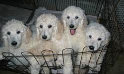 For your consideration. Exceptional homes required for an exceptional litter of CKC registered White Standard Poodle Puppies. Carefully home raised. Shots, vet checked. Both parents champions.  All sold with non-breeding agreements.
