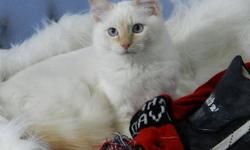 Looking For A Cuddly Cream Point Ragdoll
To Keep Warm This Winter?
Well Harley Davidson Is You Guy.
Harley Now Has a Forever Home
In Edmonton.
 
My Name Is Twitter Bug
I am 3 years old.
I am a beautiful
blue/cream tortie
I am gentle, quite and very