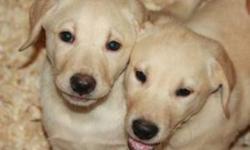 Yellow Lab Puppies for sale
Males and females Avaliable
First shots and de-wormed
Both parents on-site
15 Years experience raising and breeding dogs
Raised around other dogs, cats and young children
For more info call Norm
289-241-2906