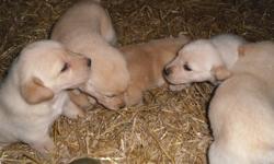 Yellow lab puppies for sale
-Dewormed
-First set of shots
-Mother is on site
$500
Email - stephanie-171@live.ca