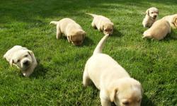 Beautiful pure bread yellow lab pupies for sale .....only females left
From a strong registered blood line ..........selling them without papers
They will be dewormed and ready
If you are interested call Terry  @ 519 627 2984