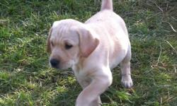 Yellow lab puppies born august 22/2011 males and females available family raised with three young kids mother has an excellent temperament with kids and other animals vaccinations, worming and vet checks all up to date ready to go.
This ad was posted with