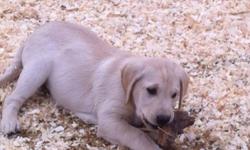 Family raised yellow lab puppies born August 22/2011 mother has an excellent temperament vaccinations worming and vet checks have been done. Fourth pic is mother.
This ad was posted with the Kijiji Classifieds app.
