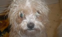Two Yorkie-Poo's very lovable excellent with children and other animals good family dogs. $300.00 for both