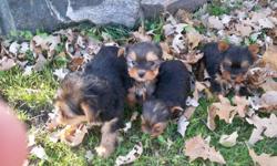 two males two females
very friendly
well socialized
parents both on site
mother is a biewer terrier
father is a yorkie
parents each weigh between 5-6 pounds