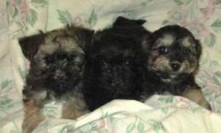 Microchipped Yorkie Cross Puppies for sale! They're adorable, they're dewormed and have their vaccinations!
 
1st Picture: Girls
2nd:Boys
3rd:Girls
4th:Boys